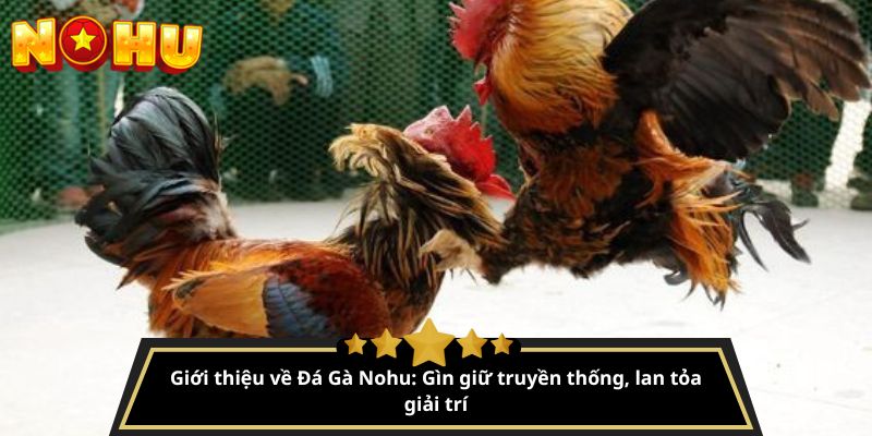 đá gà nohu
