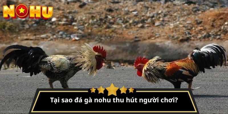đá gà nohu